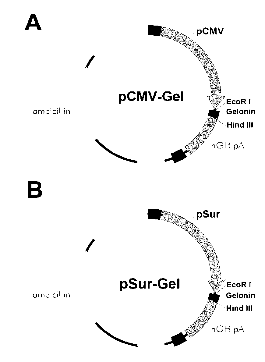 Survivin promoter mediated recombinant vector for expressing Gelonin phytotoxin genes and usage thereof