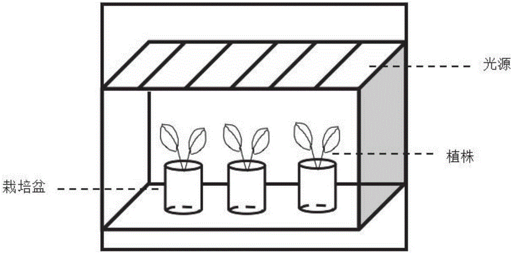 Method for planting spinaches in artificial light type plant factory