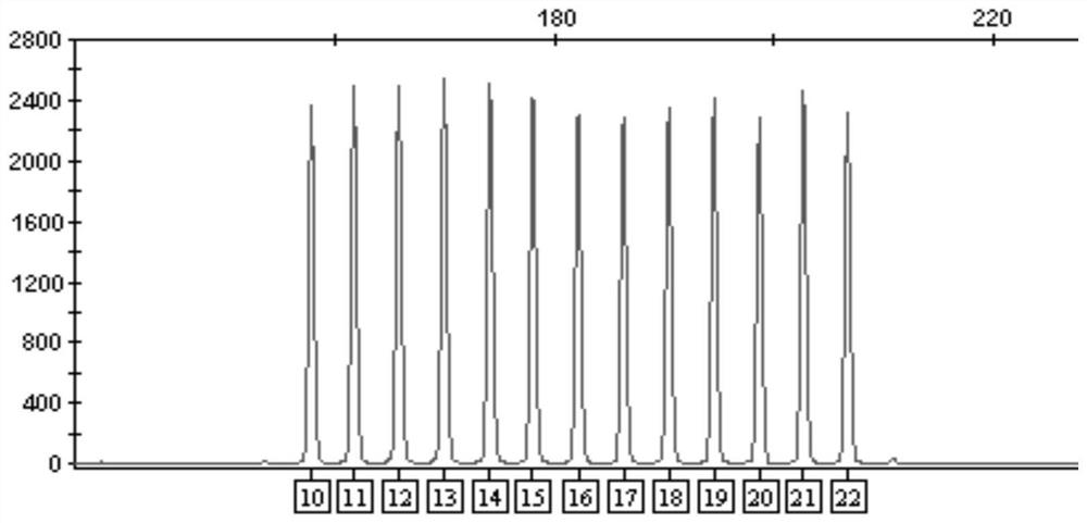 A new method for preparing short tandem repeat allelic ladders