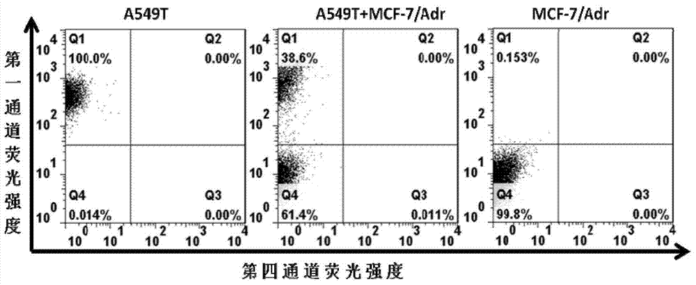 Aptamer for recognizing adriamycin-resistant breast cancer cells as well as screening method and application of aptamer