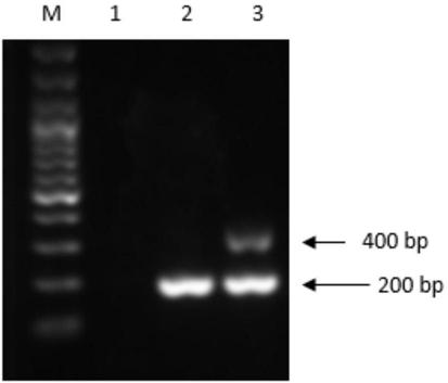 Infectious bronchitis virus QX type strain identifying and detecting kit