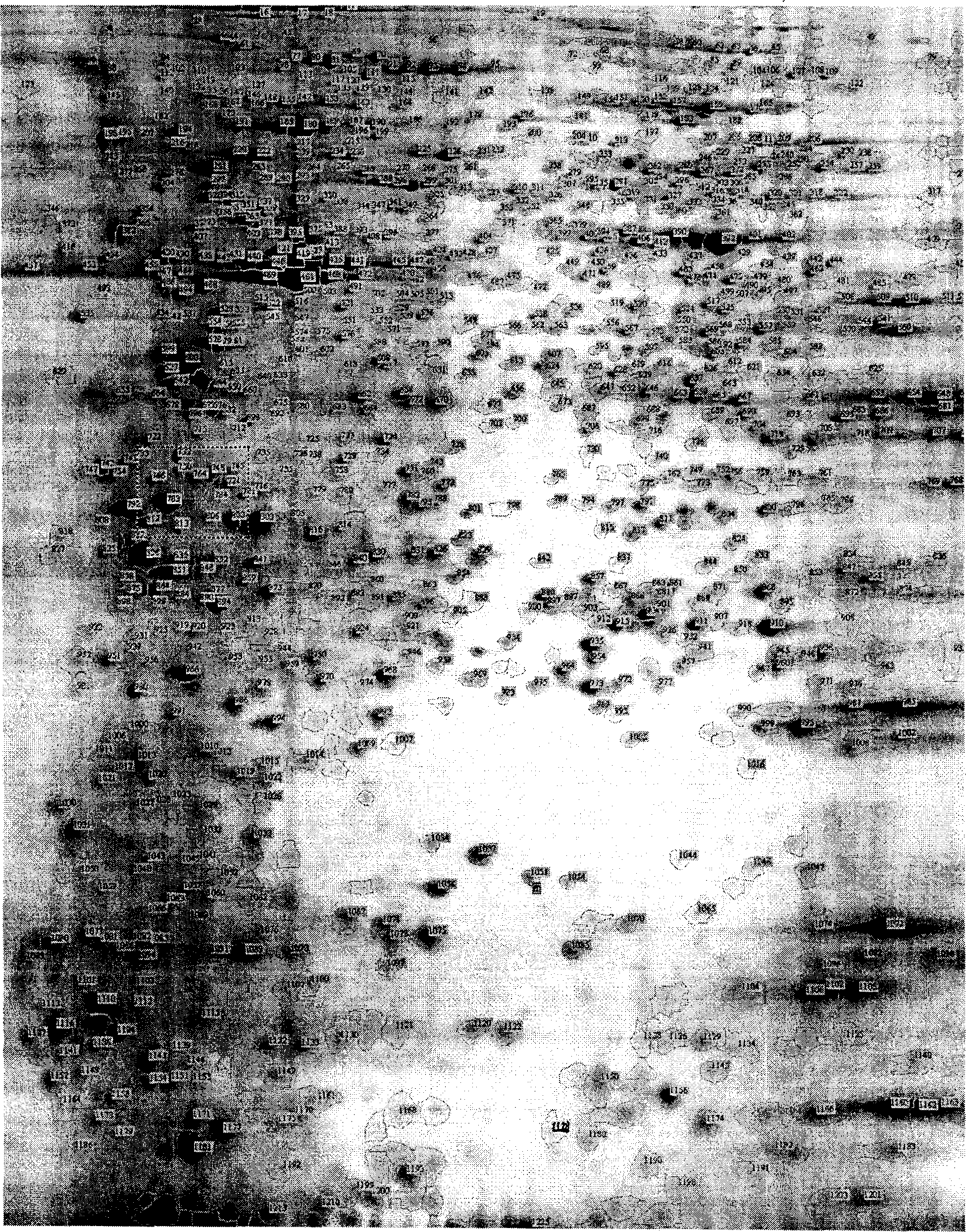 Method of screening action target of cardiac glycoside medicine using protein composition technology