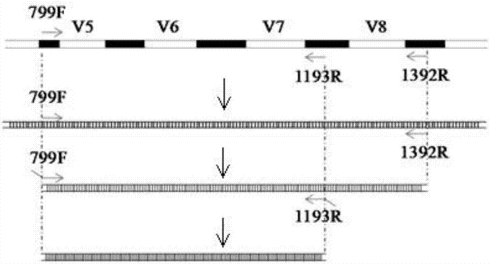 Preparation method of endophytic bacterial diversity 16SrDNA amplicon