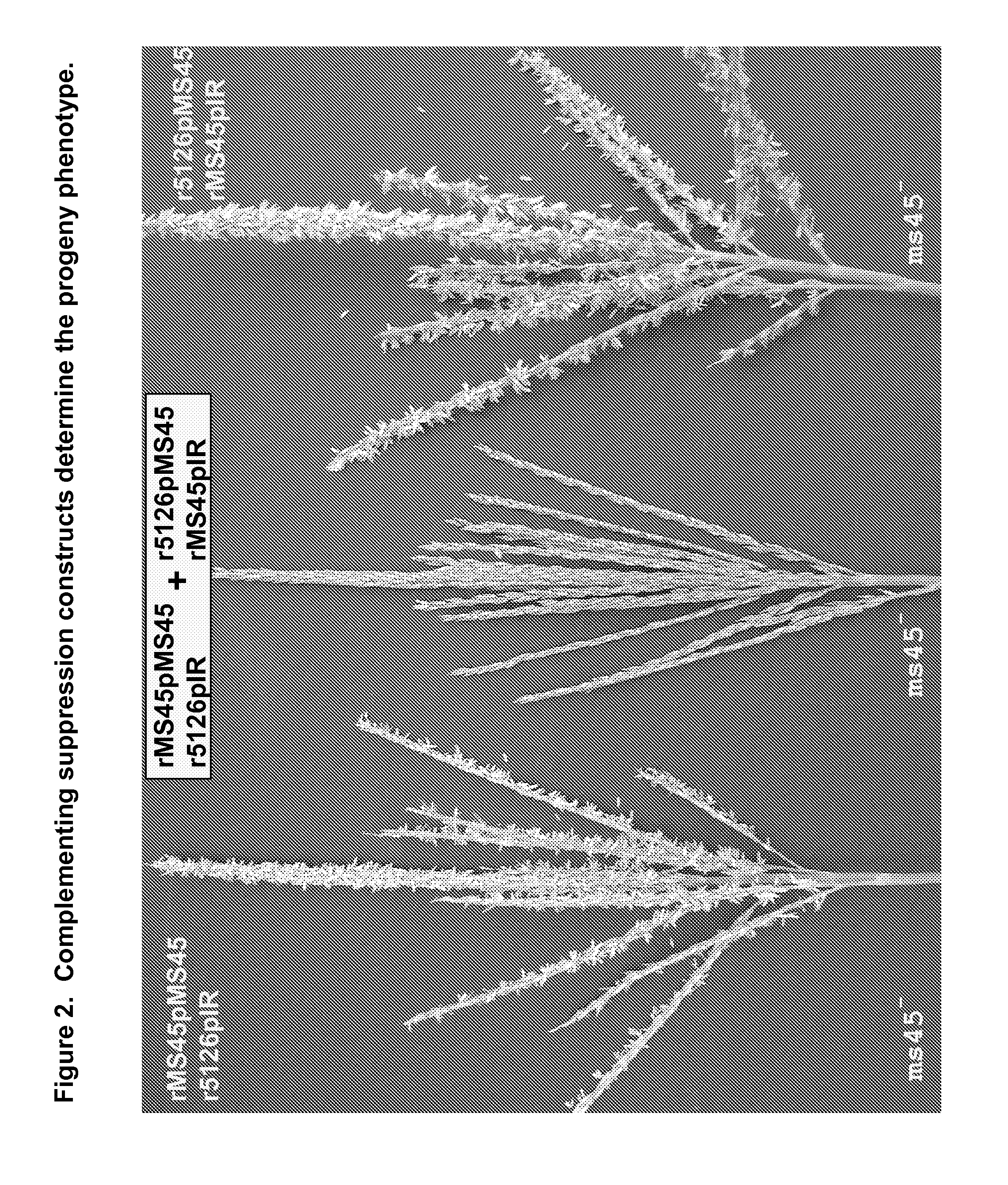 Dominant Gene Suppression Transgenes and Methods of Using Same