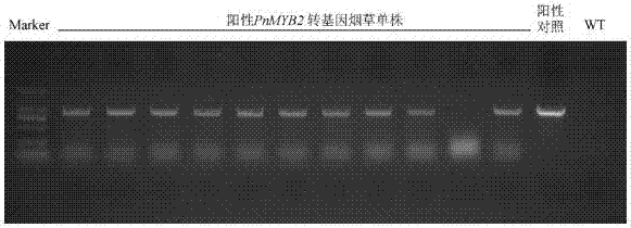 Pseudo-ginseng MYB transcription factor gene PnMYB2 and use thereof