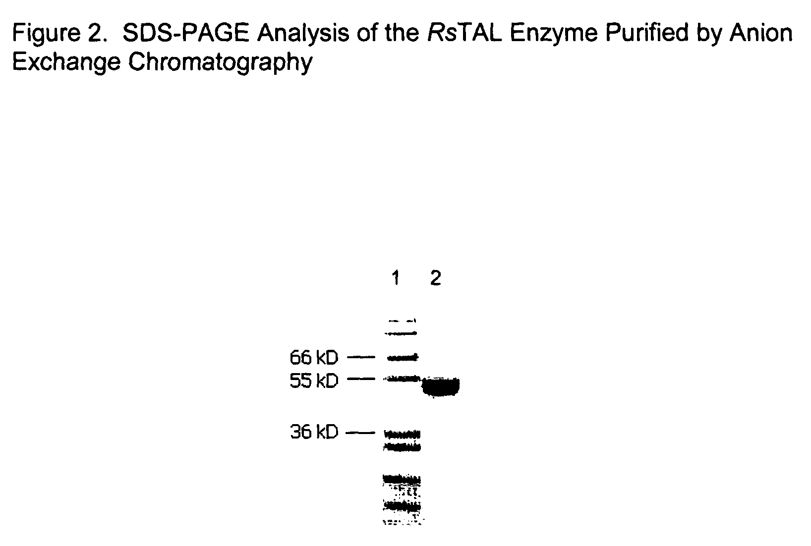 DNA and amino acid sequence of a tyrosine ammonia lyase enzyme from the bacterium <i>Rhodobacter sphaeroides</i>
