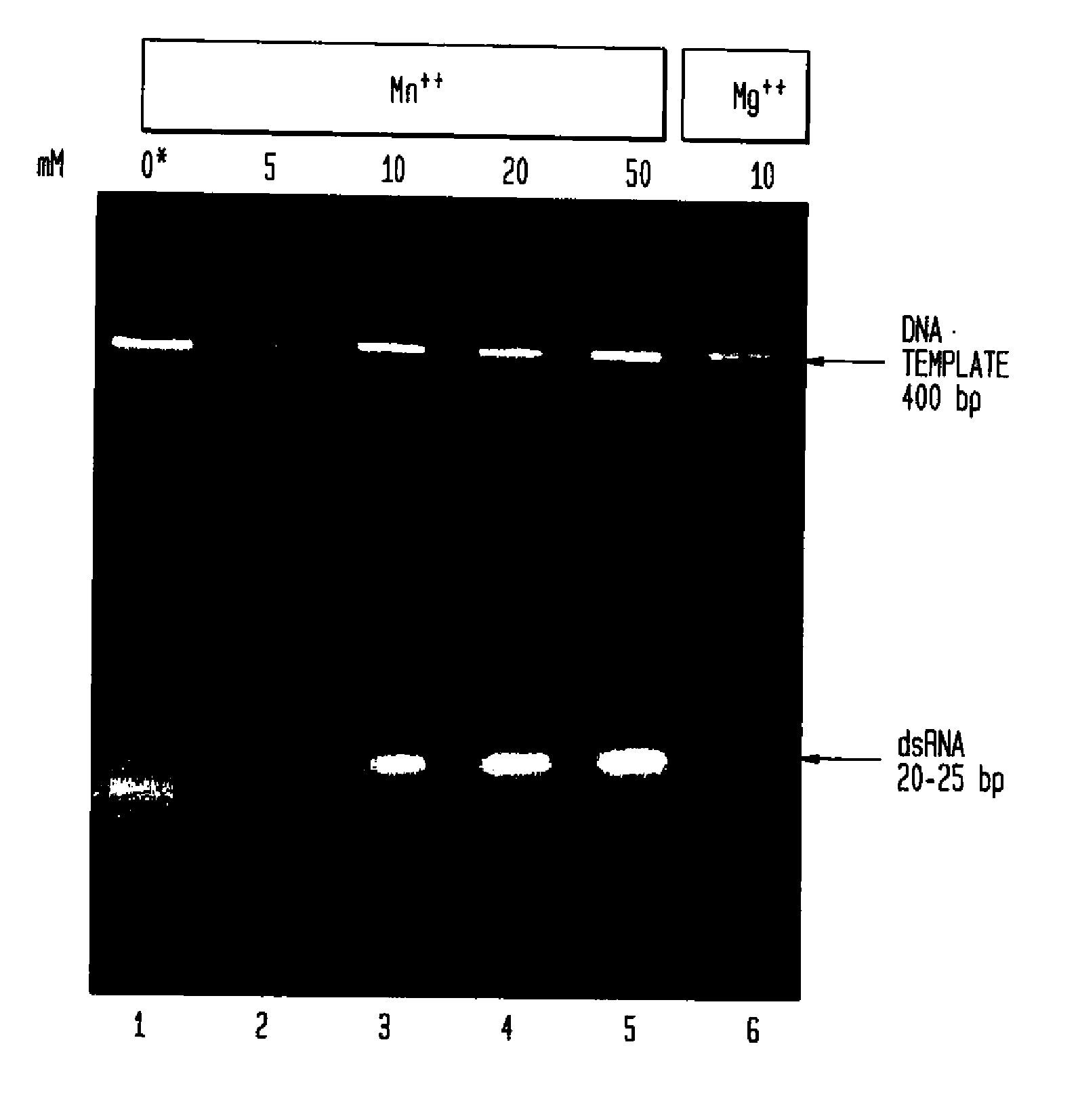 Methods and Compositions Relating to Gene Silencing