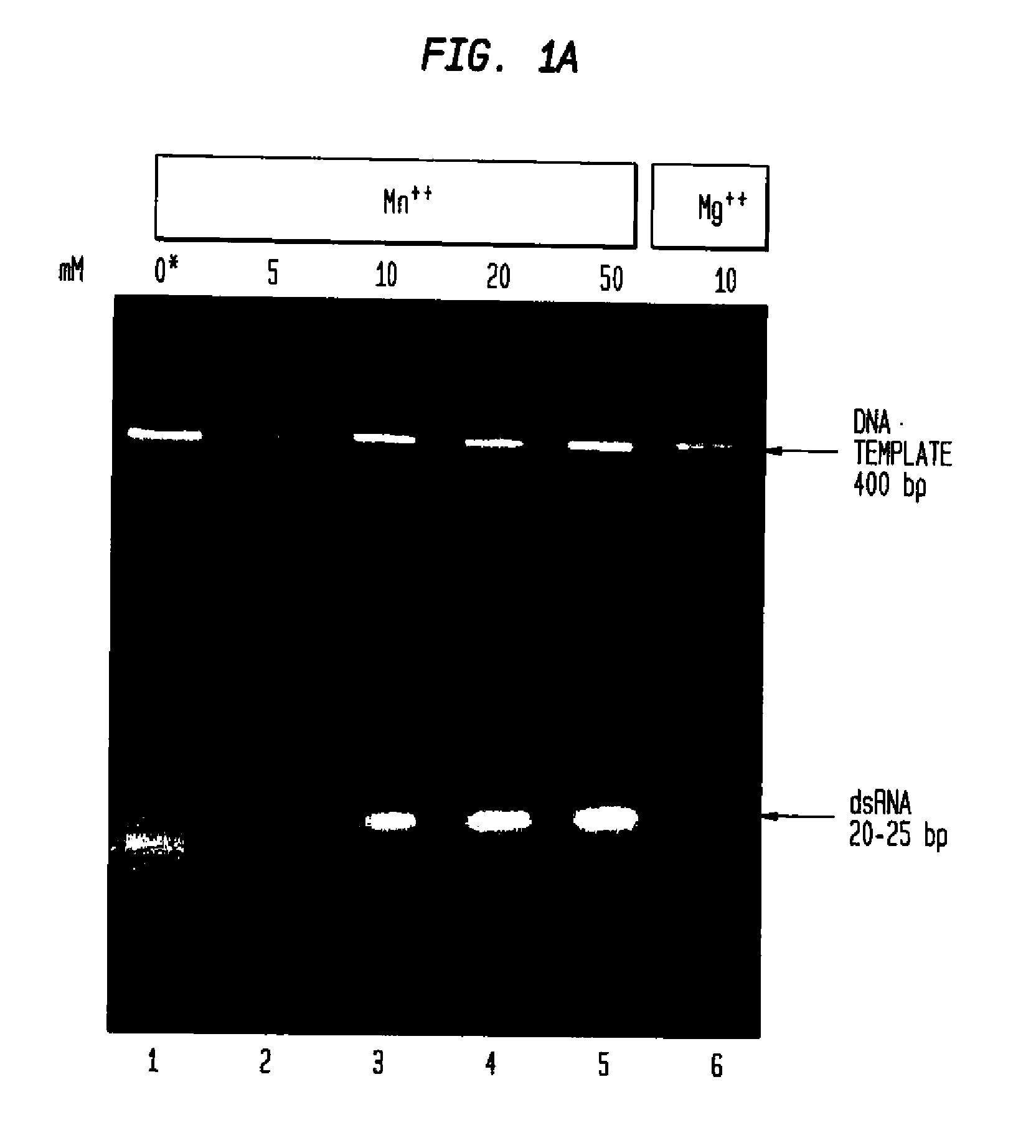 Methods and Compositions Relating to Gene Silencing