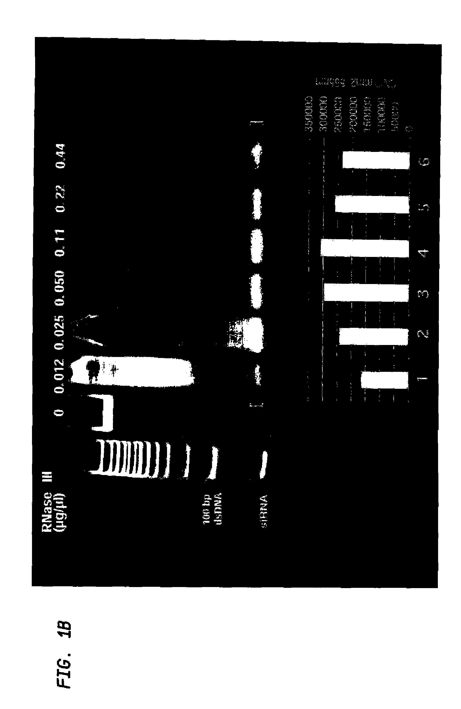 Methods and Compositions Relating to Gene Silencing