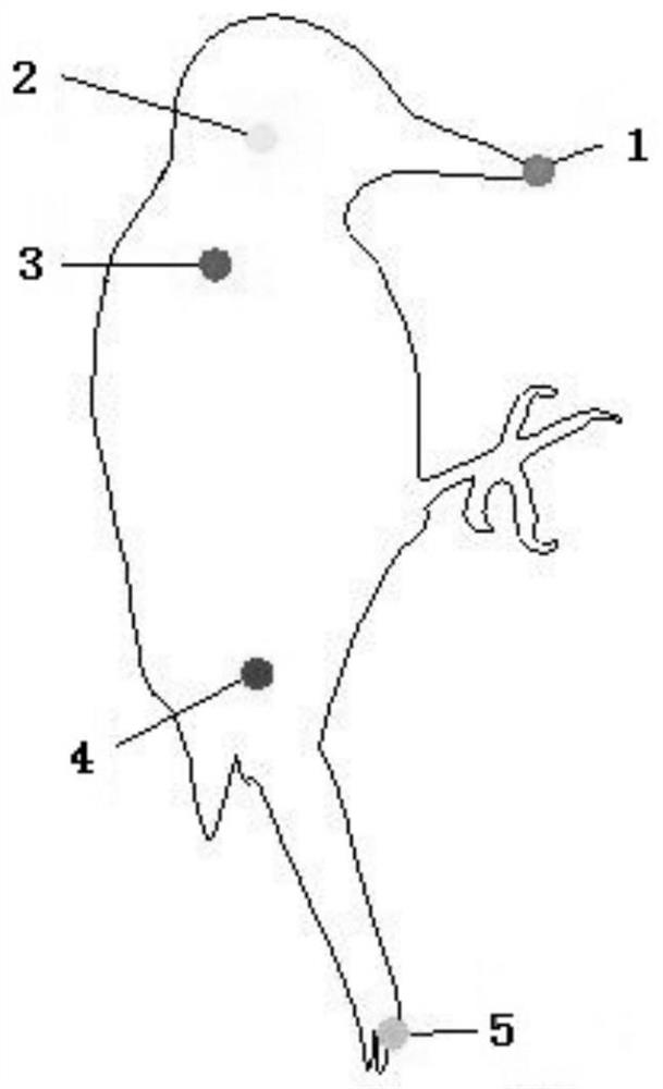 A woodpecker joint location method based on motion image sequence