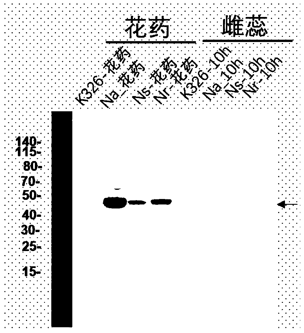 Monoclonal antibody for detecting tobacco apyrases and application of monoclonal antibody