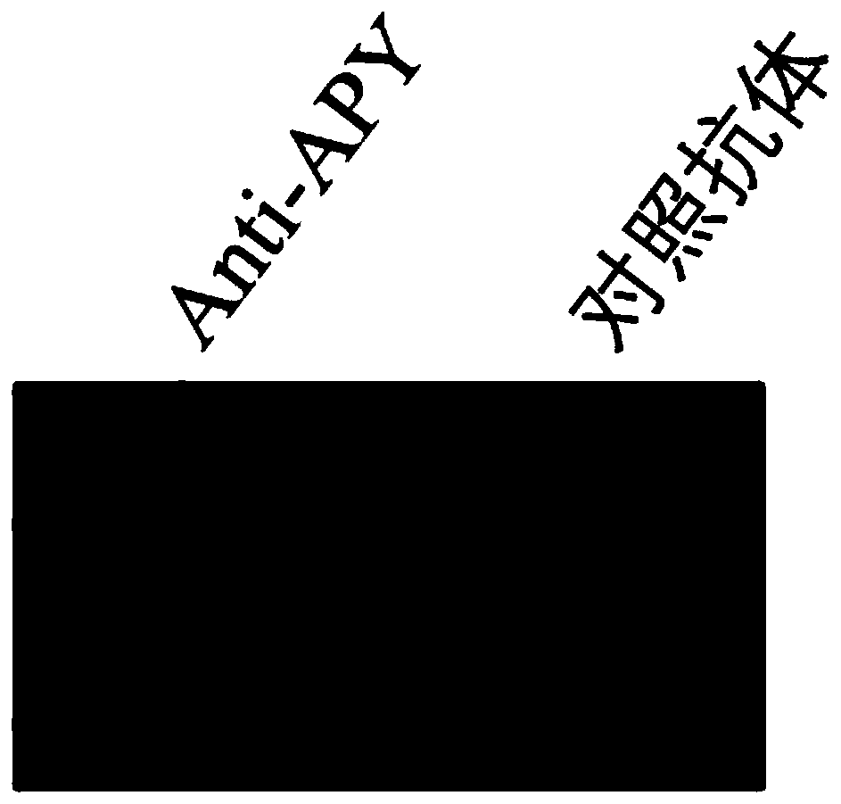 Monoclonal antibody for detecting tobacco apyrases and application of monoclonal antibody