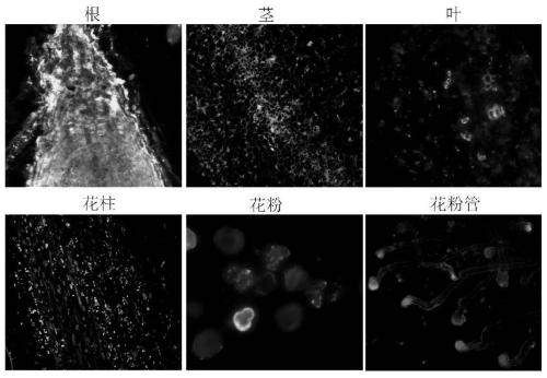 Monoclonal antibody for detecting tobacco apyrases and application of monoclonal antibody