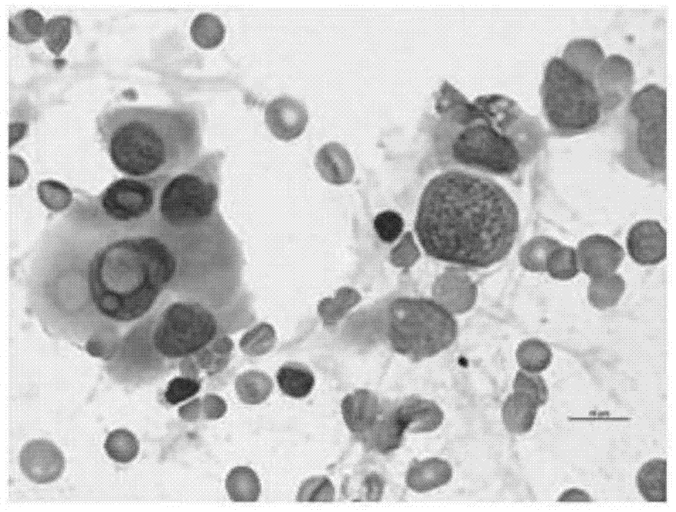 A kind of eosin staining liquid and he staining liquid containing eosin staining liquid