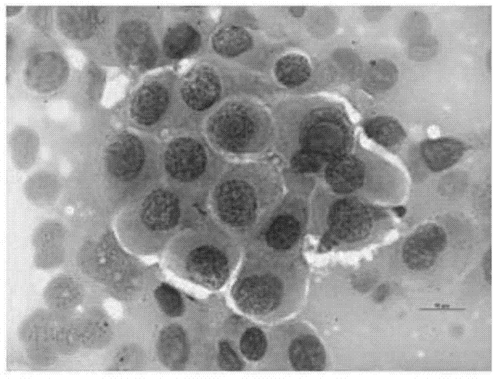 A kind of eosin staining liquid and he staining liquid containing eosin staining liquid