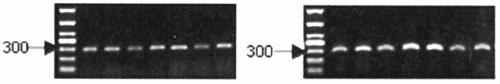 Specific primers and detection method for detecting the single nucleotide mutation of the key gene ntcps2 in tobacco abbitol synthesis