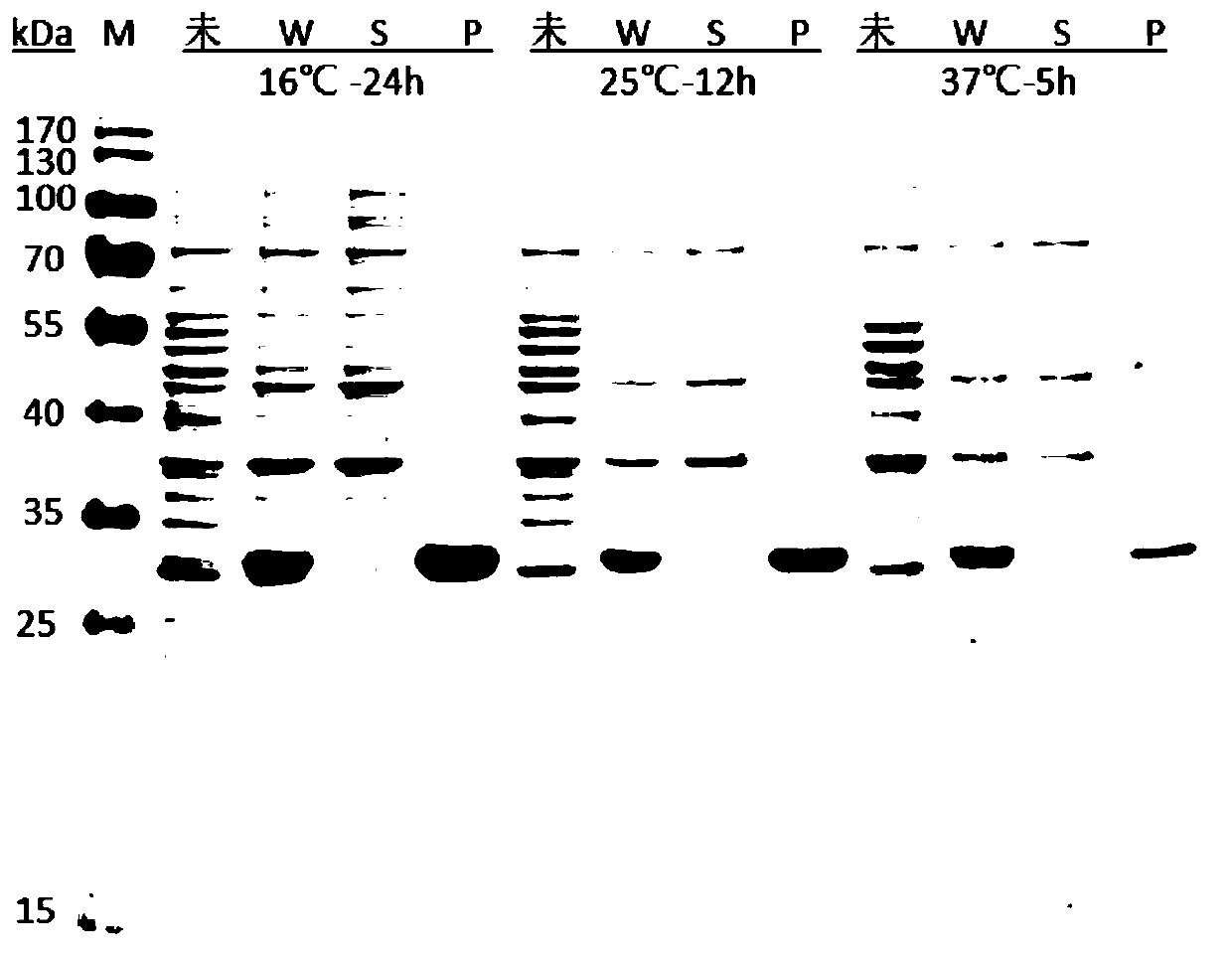Recombinant expression method for hypoglycemic polypeptide Aglycin and application thereof