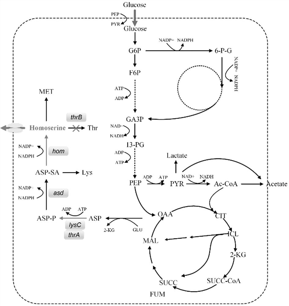 Genetically engineered bacterium for producing L-homoserine and application of genetically engineered bacterium