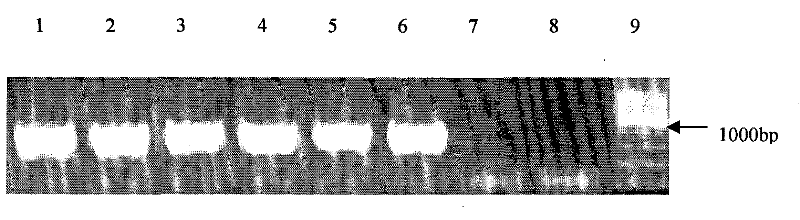 Method for carrying out gene transformation on manioca by using Agrobacterium tumefaciens mediated transformation