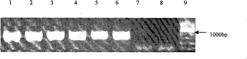 Method for carrying out gene transformation on manioca by using Agrobacterium tumefaciens mediated transformation