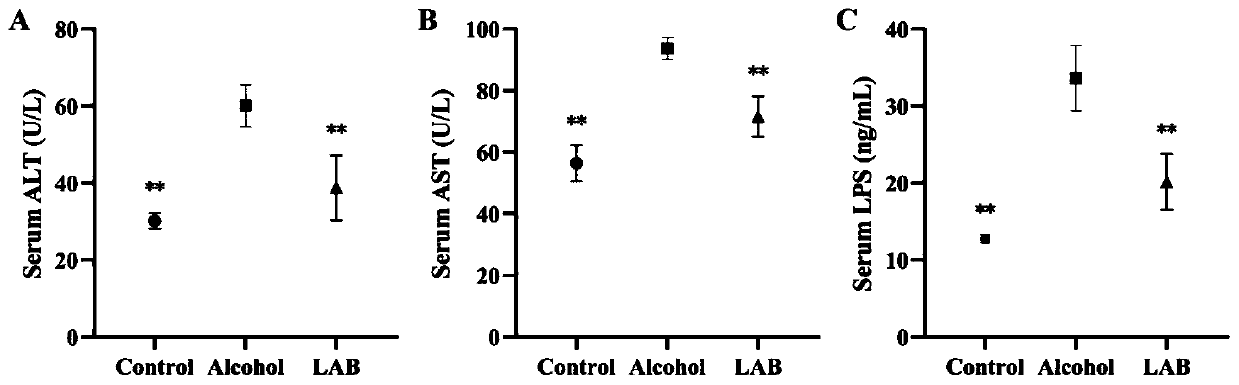 Lactic acid bacteria formula for preventing acute and chronic alcoholic liver injury and application thereof