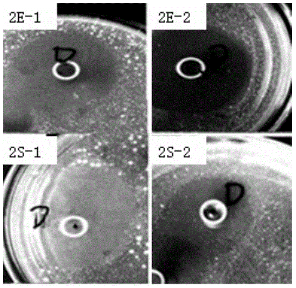 A method for promoting the secretion and expression of human beta-defensin 3 by Saccharomyces cerevisiae by using Polygonum water