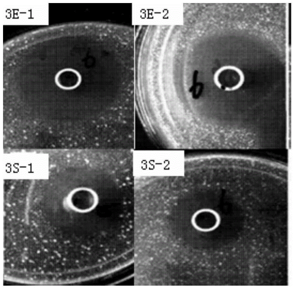 A method for promoting the secretion and expression of human beta-defensin 3 by Saccharomyces cerevisiae by using Polygonum water