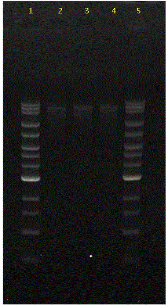 Method for establishing DNA (Deoxyribose Nucleic Acid) library based on illumina sequencing platform