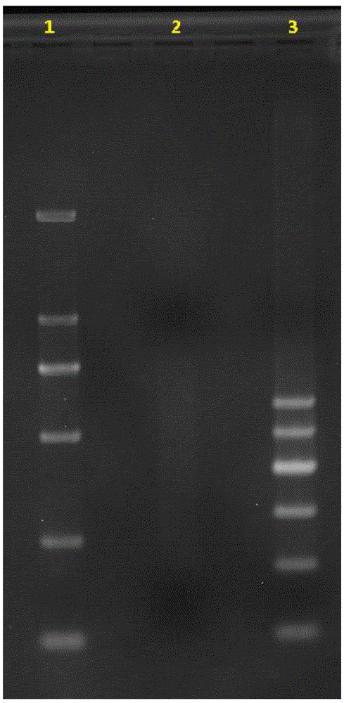 Method for establishing DNA (Deoxyribose Nucleic Acid) library based on illumina sequencing platform