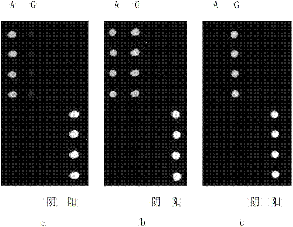 Probe and primer for detecting single nucleotide polymorphism related to chronic periodontitis, and kit thereof