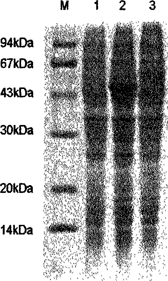 Antivariant streptococcus polypeptide and use thereof and preparation method