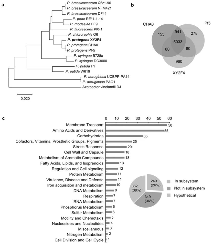 A strain of Pseudomonas fluorescens xy2f4 and its application in the control of crop Verticillium wilt