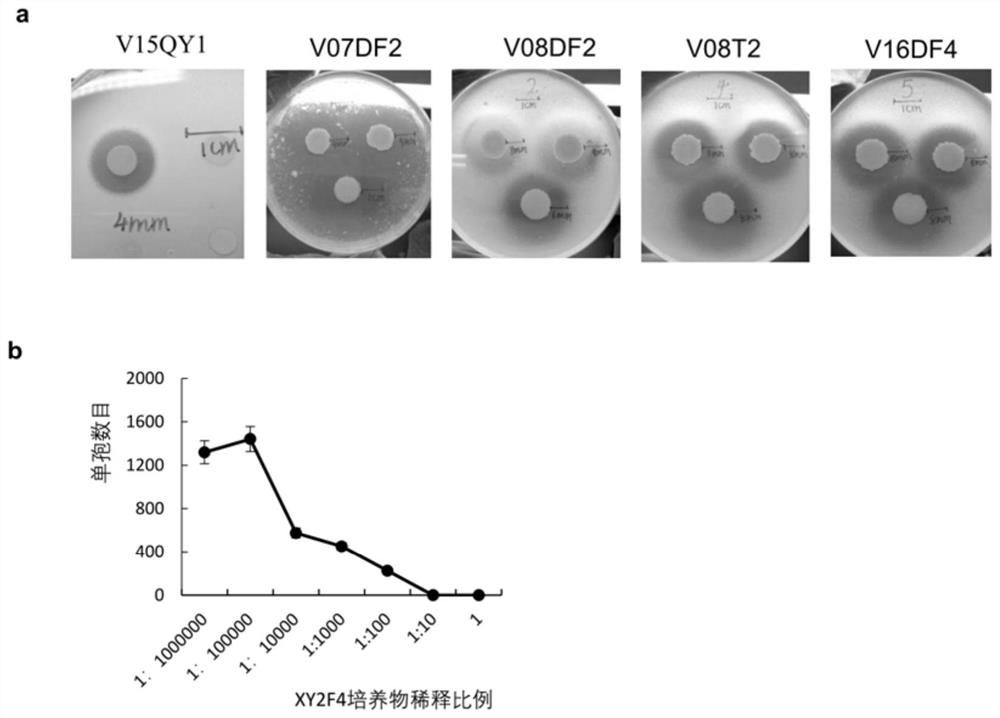 A strain of Pseudomonas fluorescens xy2f4 and its application in the control of crop Verticillium wilt