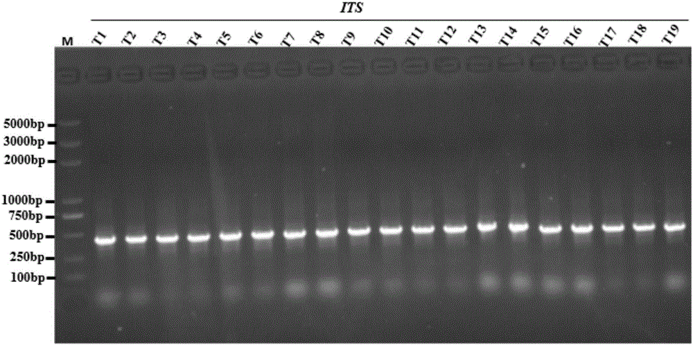 Application of ITS (internal transcribed spacer) sequence as DNA barcode in identifying Jiaxing Zuili (Prunus salicina lindl.) and identifying method