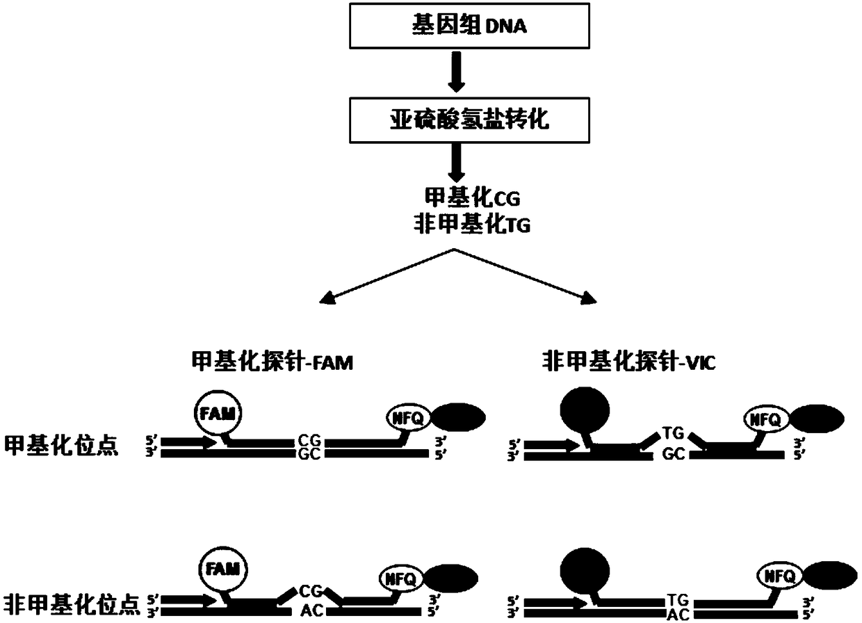 Detection kit and method for DNA methylation