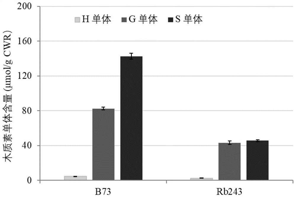 A kind of maize bm1 gene mutant and the molecular marker and application of the gene