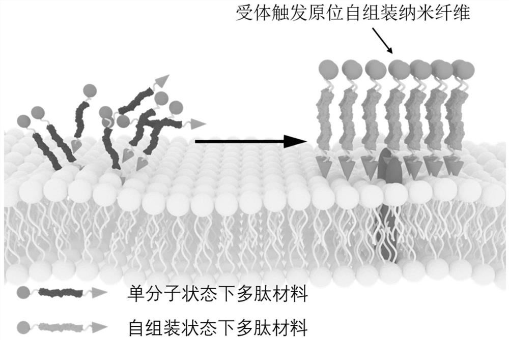 A kind of polypeptide imaging probe and its preparation method and application