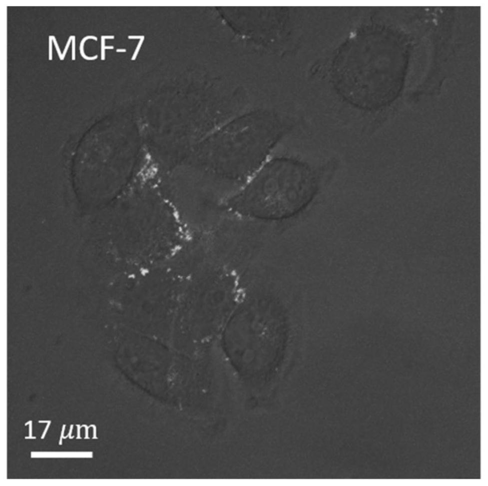 A kind of polypeptide imaging probe and its preparation method and application