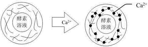 Enzyme hydrogel particle and preparation method thereof