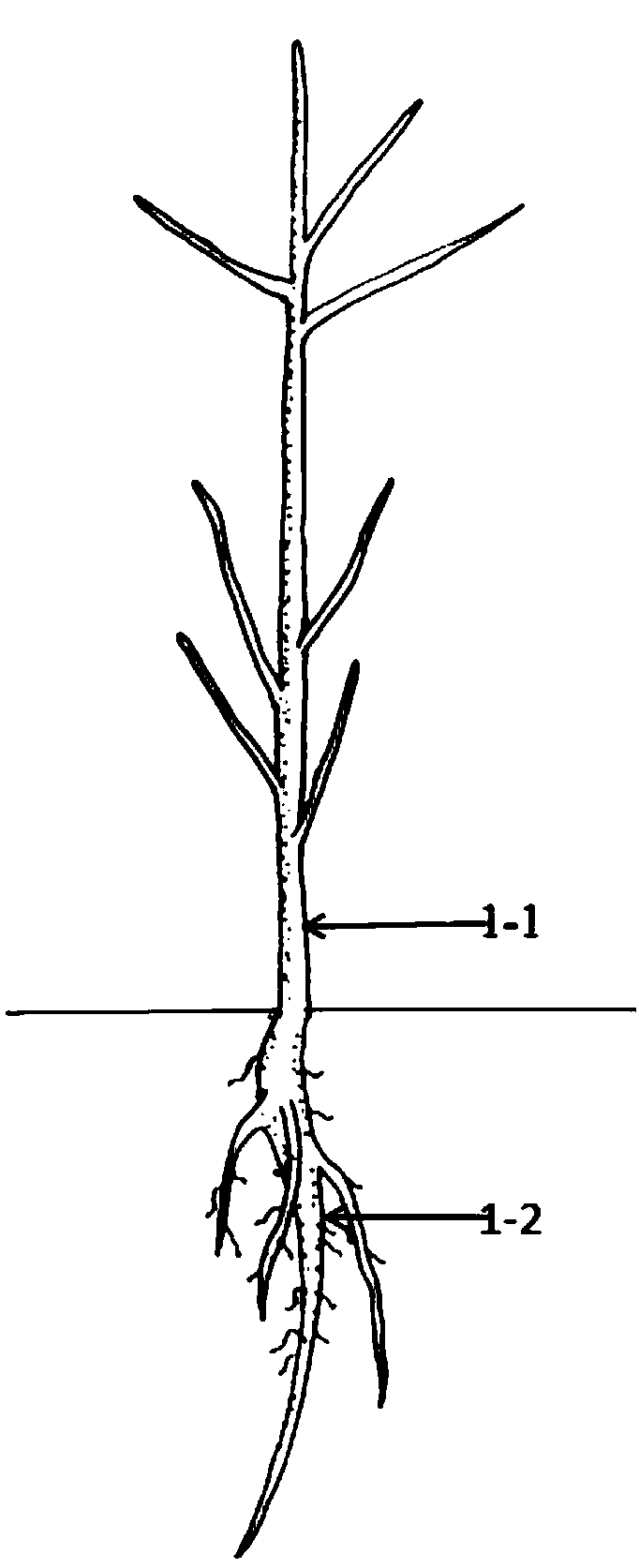 Method for promoting gingko compound stem generation