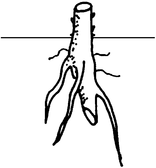 Method for promoting gingko compound stem generation