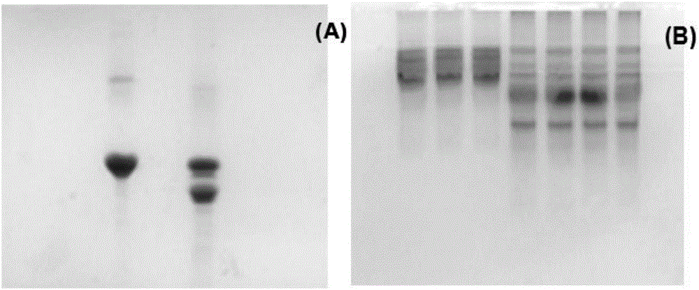 Multi-dimensional series gel electrophoresis system, electrophoresing method and kit