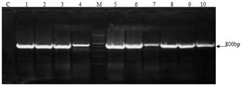 mdck cell line stably expressing human tigar gene