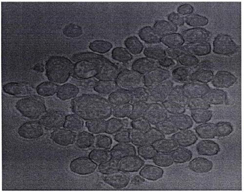 Preparation of a quality control reference strain for lymphoblastic leukemia fusion gene detection