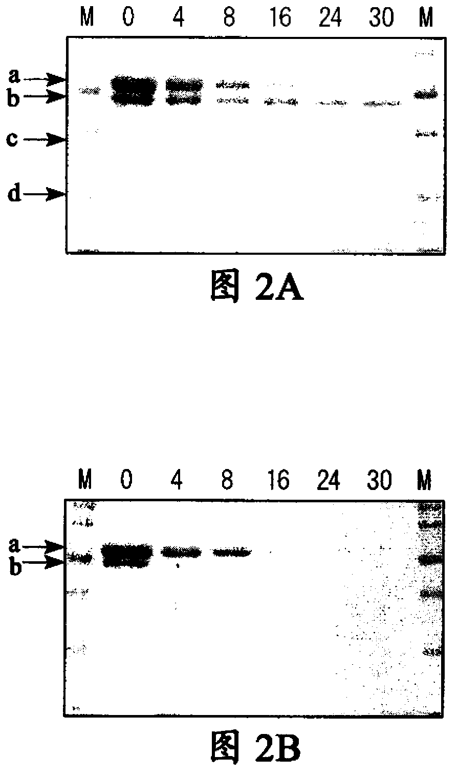 Material including royal jelly-decomposing enzyme