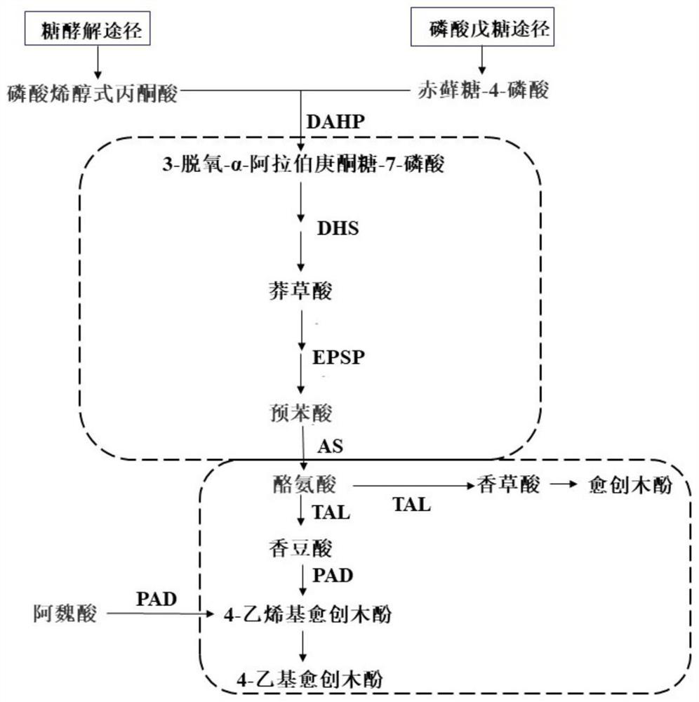 A Weissella strain that promotes the production of guaiacols by Zygomyces rouckeri