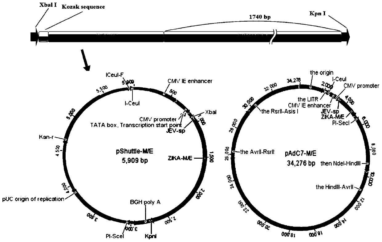 A kind of Zika virus vaccine based on chimpanzee adenovirus vector and preparation method thereof