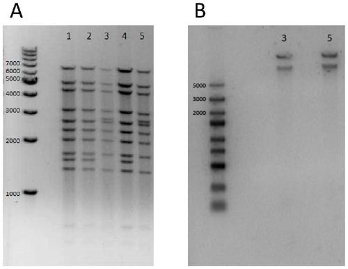 A kind of Zika virus vaccine based on chimpanzee adenovirus vector and preparation method thereof