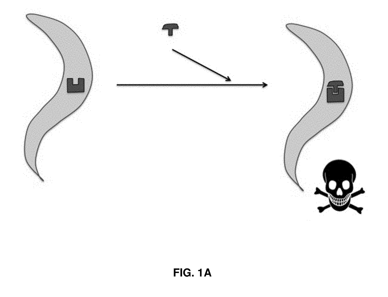 Target for Anthelmintic Development, and Anthelmintics Utilizing the Same