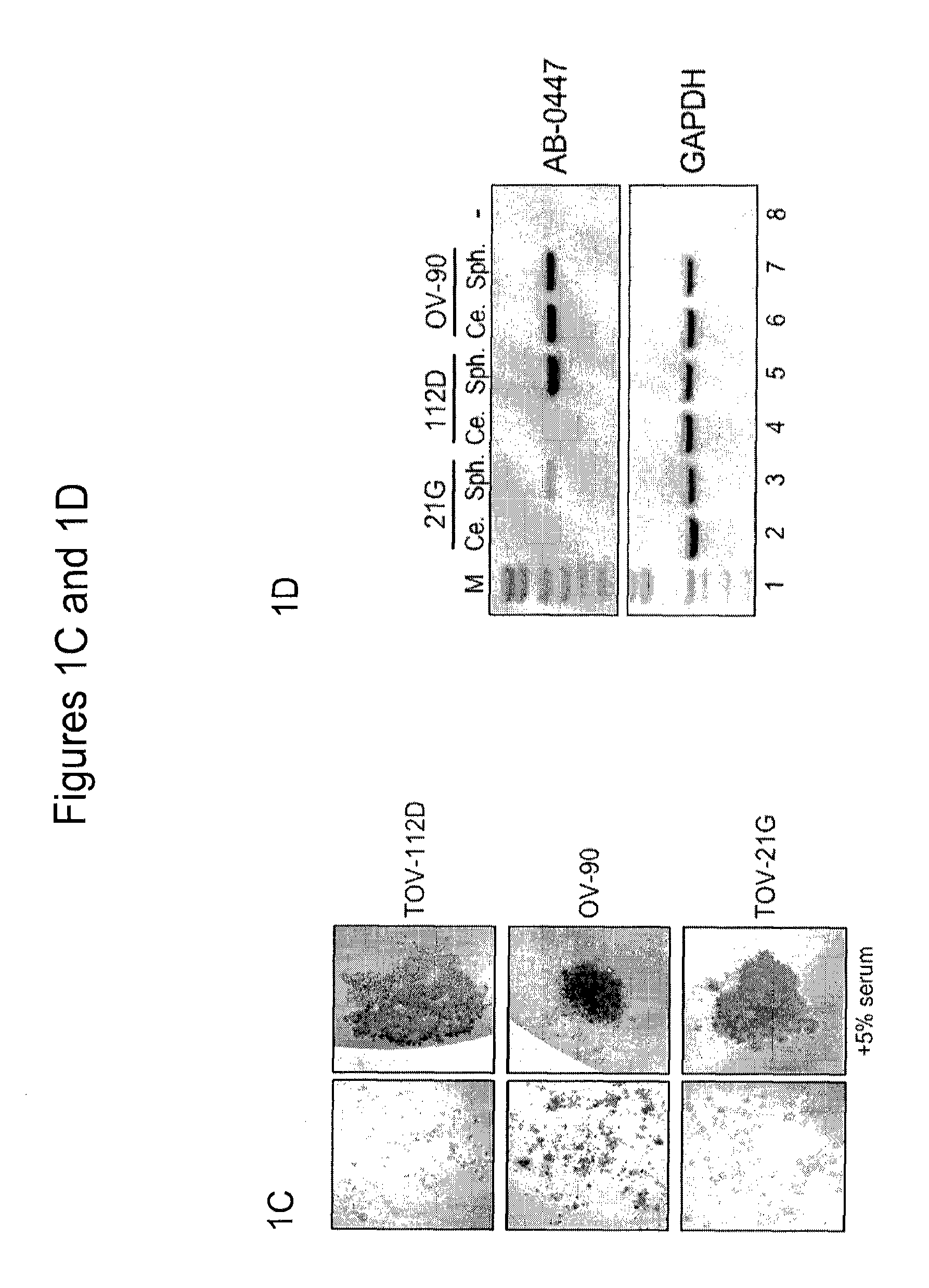 Antibodies that specifically block the biological activity of a tumor antigen